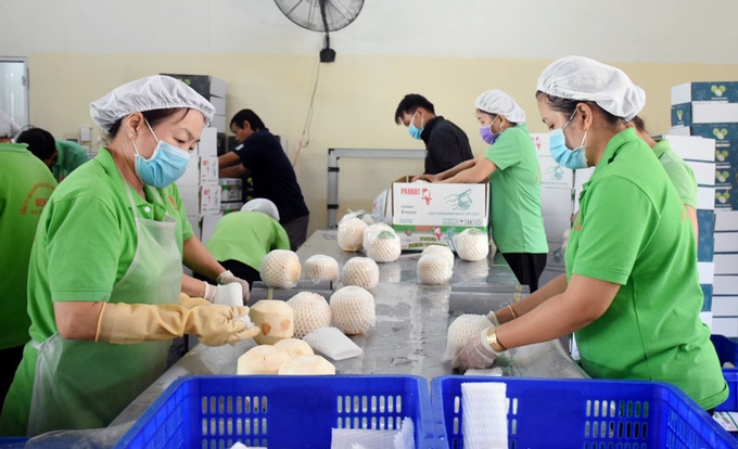 Vietnamese natural fresh dehusked coconuts get green light to enter US market